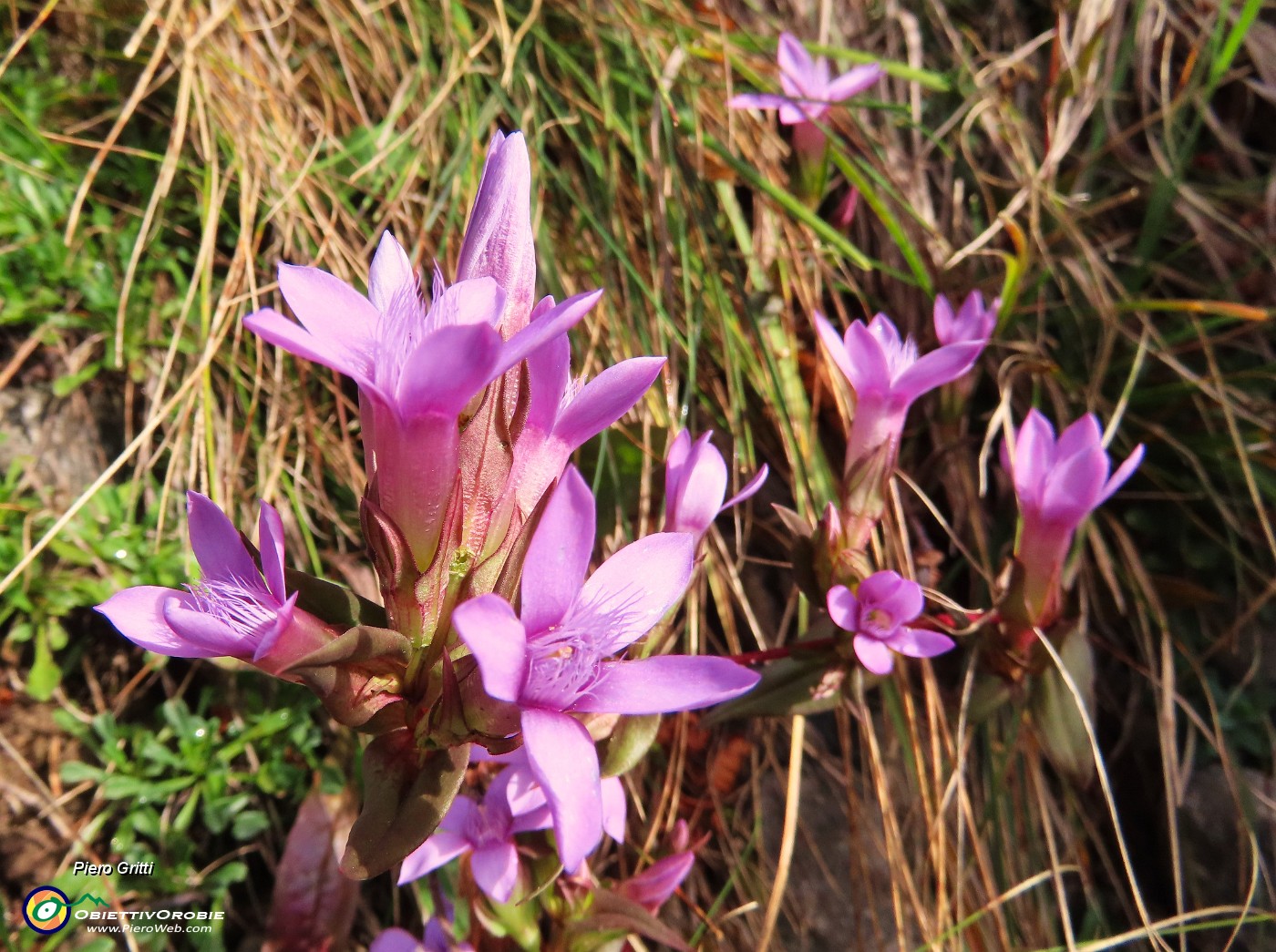 33 Gentianella anisodonta (Genzianella anisodonta).JPG